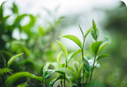 Grüner Teeblattextrakt